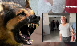Şanlıurfa Halfeti’de Yaşlı Adam Başıboş Köpek Saldırısında Ağır Yaralandı