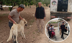 Birecik Merkezde ve Kırsalında Sahipsiz Köpeklerle Toplanıyor