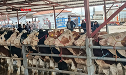 Şanlıurfa'da Kurban Pazarlarında Hareketlilik Devam Ediyor