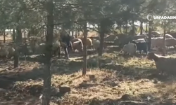 Sulutepe Göleti Piknik Alanı Gördüğünüz Gibi Anlatmaya Gerek Yok!