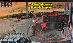 Şanlıurfa'da Sokak Köpekleri Çocuklara Saldırdı: Panik Anları Kameraya Yansıdı