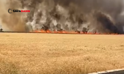 Şanlıurfa'nın Yangınlarda Yüzlerce Dönüm Buğday Kül Oldu