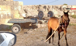 Harran'da At Arabası Tarihi Surlara Çarptı