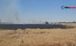 Yaz Gelince Batıda Ormanlar, Urfa'da Anız ve Ekili Alanlar Cayır Cayır Yanıyor