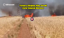 Şanlıurfa'da Yine Yangın: 300 Dönüm Buğday Alevlere Teslim Oldu