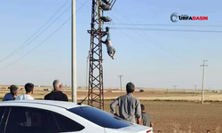 Şanlıurfa'da Elektrik Akımına Kapıldı, Direkte Asılı Kaldı