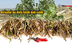 Şanlıurfa'da Fıstık Aşı Kalemi Çalan 3 Kişi Tutuklandı
