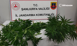 Şanlıurfa'da İki İlçede Hint Keneviri Ele Geçirildi: 2 Gözaltı