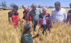 Şanlıurfa Hilvan'da Süne Tespit ve Popülasyon Çalışması Yapıldı