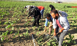 Şanlıurfa’dan 600 Kilometre Yol Yapıp Kayseri’ye Giden Tarım İşçilerinin Zorlu Mesaisi