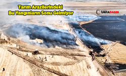 Şanlıurfa'da 50 Dönüm Buğday Arazisi Küle Döndü