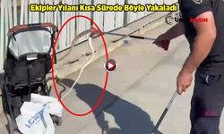 Şanlıurfa'da Korku Dolu Anlar: Bebek Arabasına Ağaçtan Yılan Düştü