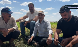 Şanlıurfa Suruçlu Çiftçiden İlginç İddia