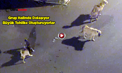 Suruç Aligör Mahallesi’nde Sahipsiz Köpekler Sorunu Çözüm Bekleniyor