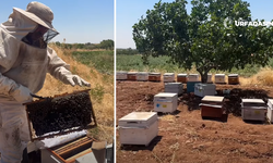 Şanlıurfa Suruç’ta Baba İle Oğlunun Bal Gibi İşleri Var
