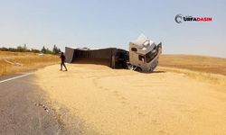 Şanlıurfa'da Tır Devrildi, Tonlarca Buğday Yola Savruldu