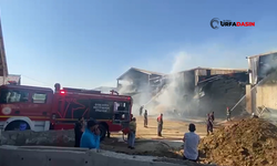 Şanlıurfa'da Büyükbaş Hayvan Çiftliğinde Yangın Çıktı