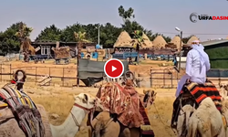 Harran'da Develerle Safari Turu Yoğun İlgi Görüyor