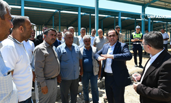 Şanlıurfa Birecik'te Canlı Hayvan Pazarı Yenileniyor