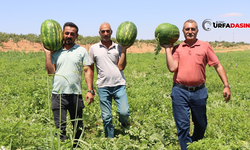 Şanlıurfa'nın Bozova Karpuzunda Hasat Zamanı Başladı