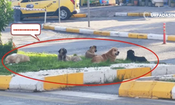 Şanlıurfa Valisi Hasan Şıldak'ın Bu Fotoğrafa Verdiği İşte O Cevap