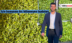 Şanlıurfa'da Harran Ovası Bamyasının Tarladan Sofraya Yolculuğu Başladı