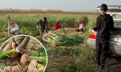 Şanlıurfa Suruç Ovasında Sarımsak Rekoltesi Bu Yıl Düştü