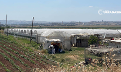 Şanlıurfa Genelinde 1.930 Dekar Alanda 714 Sera Bulunuyor