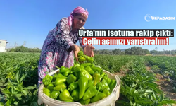 İzmir Torbalı'da Biber Üreticileri Urfa İsotuna Meydan Okudu