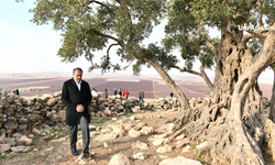 Şanlıurfa'da Anıt Zeytin Ağacı İçin Çevre Düzenleme Projesi Hayata Geçiriliyor