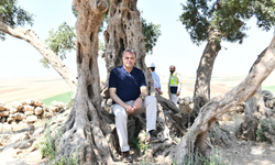 Şanlıurfa Anıt Zeytin Ağacına Çevre Düzenlemesi Yapılıyor