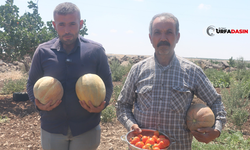 Şanlıurfa’da Ata Tohumları Ürün Vermeye Başladı