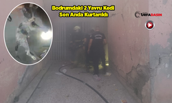 Şanlıurfa'da Apartmanın Bodrum Katında Yangın: Yavru Kedileri İtfaiye Kurtardı