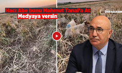 Harran Ovası’nda Çiftçinin Umudu Kurudu: Ekinler Hayvanlara Yem Oldu
