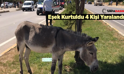 Şanlıurfa'da Otomobil Sürcüsü Eşekten Kaçtı Bariyerlere Çarptı: 4 Yaralı
