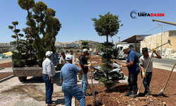 Eyyübiye’de Yeşillendirme Çalışmaları Tüm Hızıyla Devam Ediyor