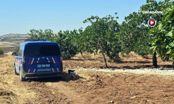 Şanlıurfa’da Fıstık Hırsızlığı: Yaklaşık 2 Ton Fıstık Dalından Çalındı