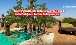 Şanlıurfa'da Yeşil Altın Üreticiye İyi Para Kazandırıyor