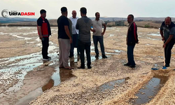 Şanlıurfa'da Yaz Yağmuru Fıstık Üreticilerini Vurdu!