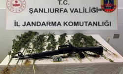 Şanlıurfa'da Yasa Dışı Ekilen Hint Keneviri ve Silah Ele Geçirildi: 1 Gözaltı