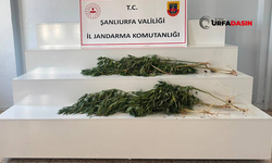 Şanlıurfa'nın İki İlçesinde Hint Keneviri Eken 2 Şüpheliye Gözaltı