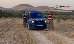 Şanlıurfa'da Jandarma Gece Gündüz Fıstık Nöbeti Tutuyor