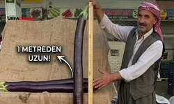 Birecik'te Patlıcanın Boyu 1 Metreye Ulaştı, Sizce Hormonlu Mu Hormonsuz Mu?
