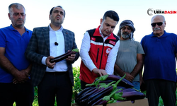 Şanlıurfa Birecik'in Tescilli Patlıcanının Hasadı Bu Yıl 15 Gün Gecikmeli Başladı