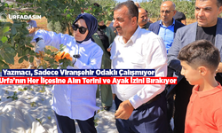 Şanlıurfa Milletvekili Yazmacı Fıstık Üreticileriyle Hasada Katıldı