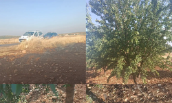 Şanlıurfa'da Fıstık Hırsızlığından Sonra Şimdi De Badem Hırsızlığı