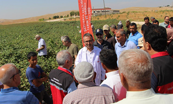Şanlıurfa'da “Çiftçi Tarla Okulu Programı” Düzenlendi