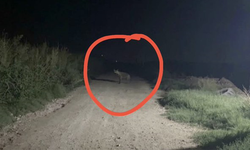 Şanlıurfa'da Sırtlan Gece Vakti Ortaya Çıktı: Bakın Nerede