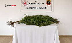 Şanlıurfa'da Ektiği Hint Kenevirleriyle Yakalandı