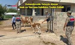 Şanlıurfa'da "İnek" Dolandırıcılığı: 1 Kişi Gözaltına Alındı